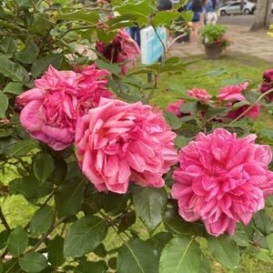 Meet your Posher, Gabriela